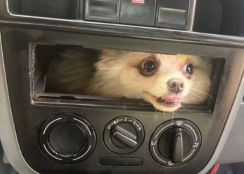 Bombeiros salvam cachorro que ficou preso em painel de carro