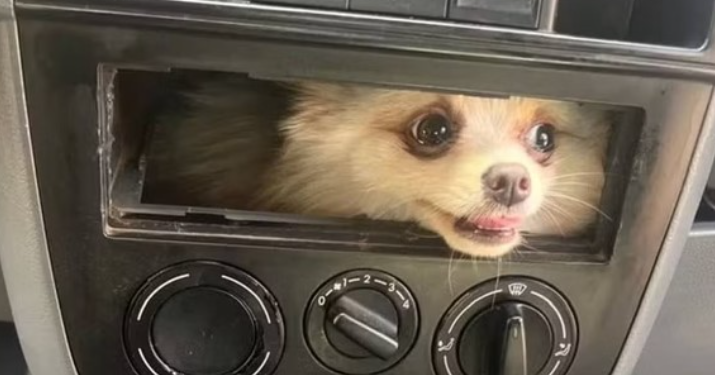 Bombeiros salvam cachorro que ficou preso em painel de carro