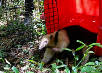 Após resgate em residência, IAT devolve tamanduá-mirim para a natureza