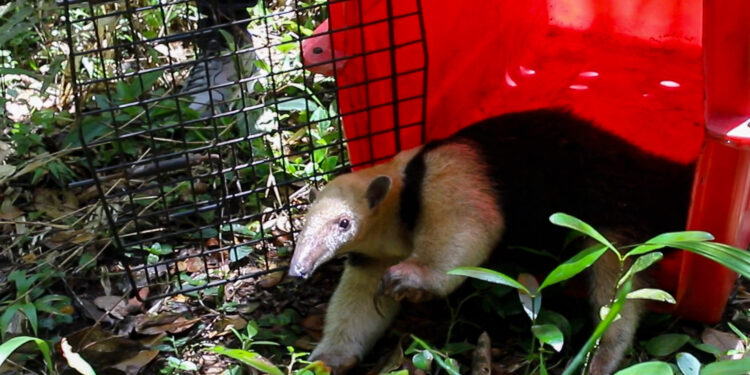 Após resgate em residência, IAT devolve tamanduá-mirim para a natureza