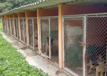 PCPR resgata mais de 60 cães vítimas de maus-tratos em Almirante Tamandaré