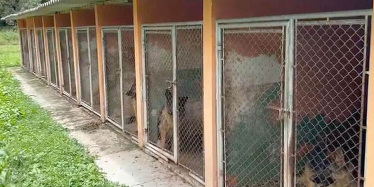 PCPR resgata mais de 60 cães vítimas de maus-tratos em Almirante Tamandaré