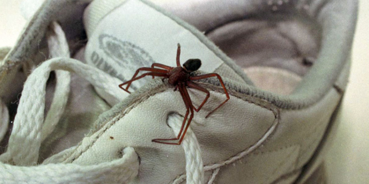 Prevenção e cuidados: como evitar acidentes com aranha-marrom