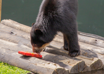 Com o calor intenso, chimpanzé Bob e urso-de-óculos Thorin se refrescam com sorvetes de frutas
