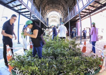 Prefeitura de Curitiba distribui as primeiras mudas de árvores de 2025; ipês e jabuticabeiras estão entre elas
