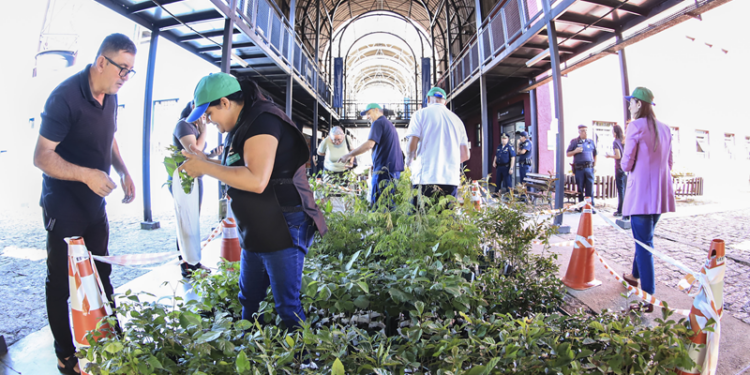 Prefeitura de Curitiba distribui as primeiras mudas de árvores de 2025; ipês e jabuticabeiras estão entre elas