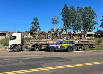 PRF apreende oliveiras argentinas importadas irregularmente no Paraná