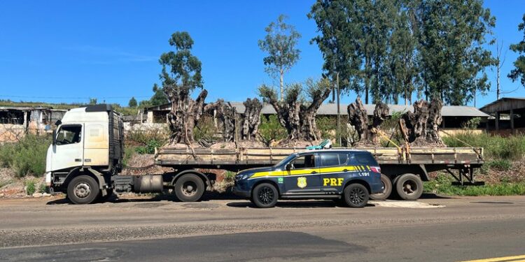 PRF apreende oliveiras argentinas importadas irregularmente no Paraná