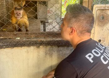 PCPR resgata macaco-prego que viveu 31 anos preso em uma gaiola em Colombo