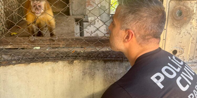 PCPR resgata macaco-prego que viveu 31 anos preso em uma gaiola em Colombo