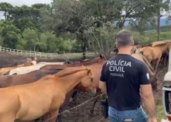 PCPR prende homem por maus tratos e resgata mais de 40 cavalos em Piraquara