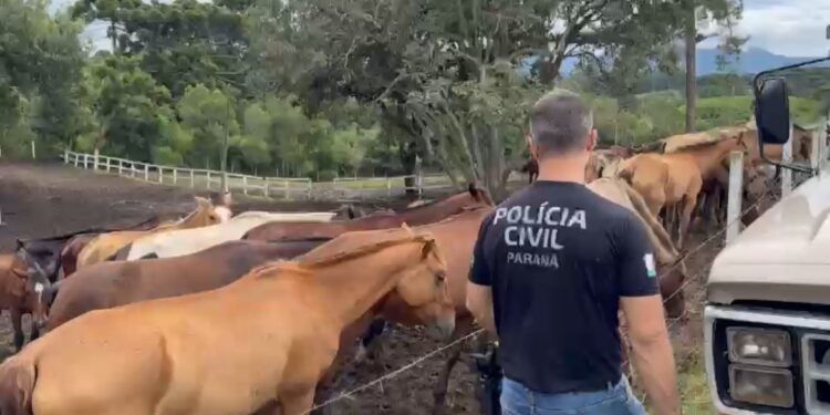 PCPR prende homem por maus tratos e resgata mais de 40 cavalos em Piraquara