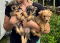 PCPR resgata mais de 130 cães vítimas de maus tratos e prende mulher em flagrante em Bocaiuva do Sul