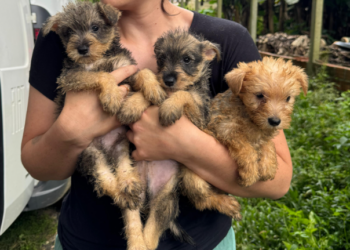 PCPR resgata mais de 130 cães vítimas de maus tratos e prende mulher em flagrante em Bocaiuva do Sul