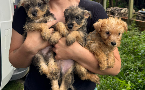 PCPR resgata mais de 130 cães vítimas de maus tratos e prende mulher em flagrante em Bocaiuva do Sul