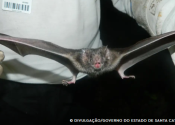 Encontrado primeiro coronavírus na América do Sul semelhante à Mers