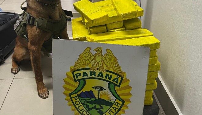 Cão farejador auxilia PM a encontrar malas com maconha em ônibus