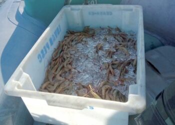 Pesca de camarões é liberada nas baías do Litoral; proibição em mar aberto continua