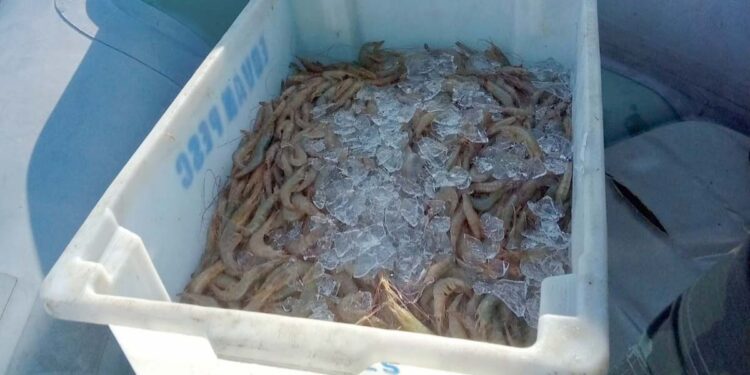 Pesca de camarões é liberada nas baías do Litoral; proibição em mar aberto continua