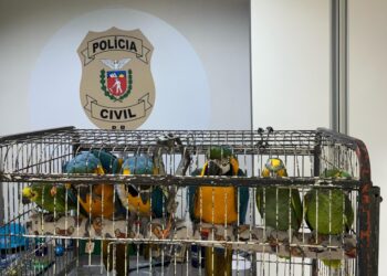PCPR resgata seis aves vítimas do tráfico de animais em Curitiba