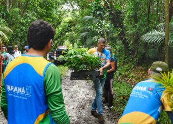 Voluntários plantam mudas de espécies nativas no Parque Estadual do Palmito