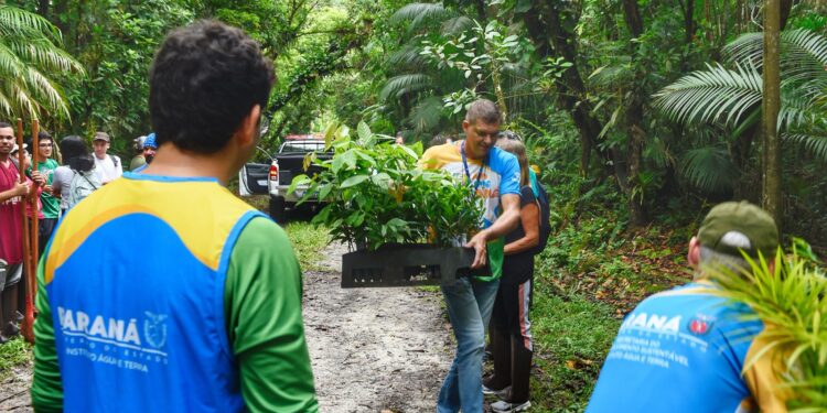 Voluntários plantam mudas de espécies nativas no Parque Estadual do Palmito
