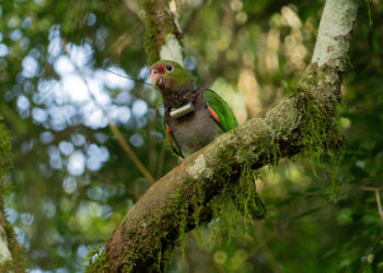 Papagaios-do-peito-roxo são reintroduzidos à natureza pelo Parque Ecológico Klabin