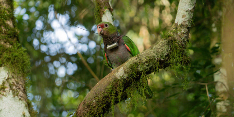 Papagaios-do-peito-roxo são reintroduzidos à natureza pelo Parque Ecológico Klabin