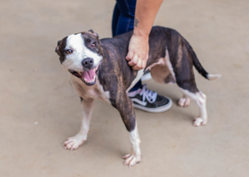 Crar abriga cães resgatados de ocupação irregular e todos estão disponíveis para adoção