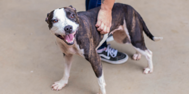 Crar abriga cães resgatados de ocupação irregular e todos estão disponíveis para adoção