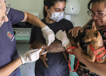 Rede de Proteção Animal de Curitiba faz vacinação gratuita de 80 cães e gatos em comunidade do Tatuquara