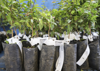 Semana de aniversário de Curitiba terá a entrega gratuita de 20 mil mudas de árvores; garanta a sua