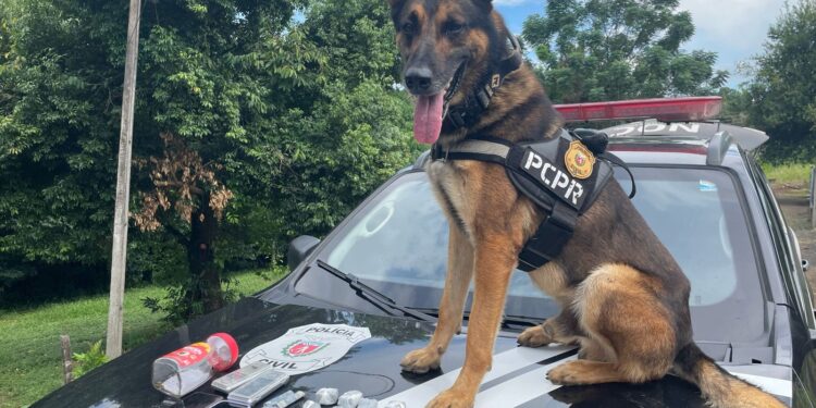 PCPR e PMPR prendem casal em flagrante por tráfico e associação para o tráfico