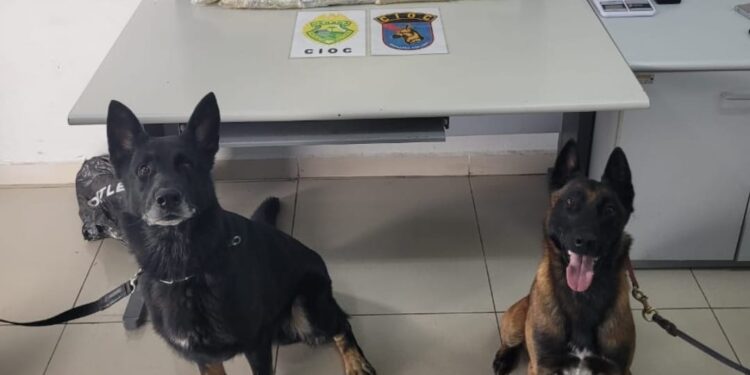 Polícia apreende mais de 10 kg de haxixe escondidos em veículo no Cajuru