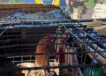 Motorista que usava galinhas para tentar disfarçar transporte de drogas é preso pela PRF