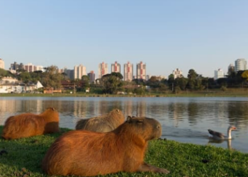 Curitiba vai ser a primeira cidade do Sul do Brasil a testar sistema de rastreamento de poluição do ar do Google