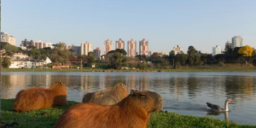 Curitiba vai ser a primeira cidade do Sul do Brasil a testar sistema de rastreamento de poluição do ar do Google