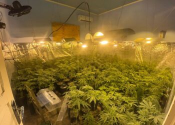 ROTAM apreende mais de 400 pés de maconha em estufa em Campo Largo