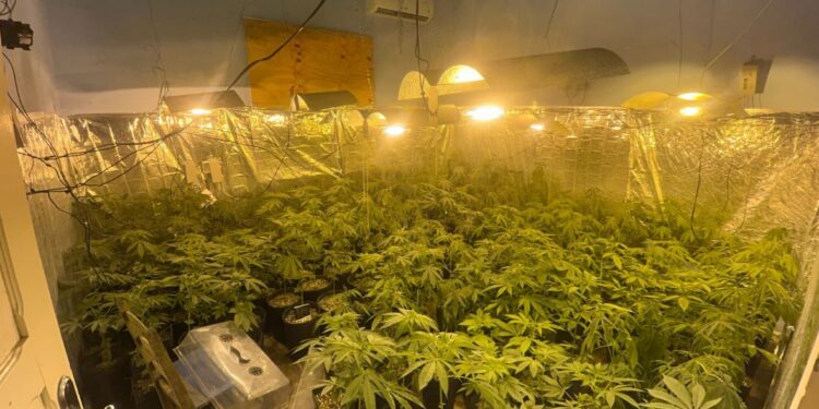 ROTAM apreende mais de 400 pés de maconha em estufa em Campo Largo