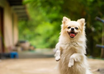 Transporte de pets nos ônibus de Curitiba é aprovado em 1º turno