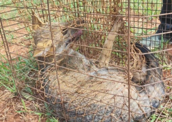 No mesmo dia, agentes do IAT resgatam e devolvem cachorro-do-mato à natureza