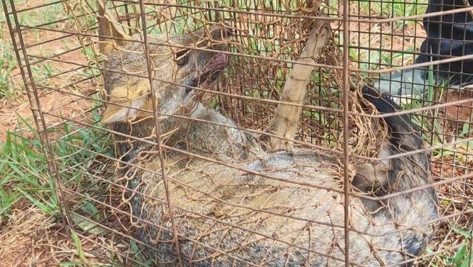 No mesmo dia, agentes do IAT resgatam e devolvem cachorro-do-mato à natureza