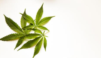 Projeto de Lei pretende proibir Marcha da Maconha em Curitiba