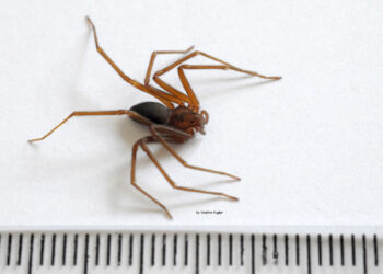 Soro contra picada de aranha-marrom voltará a ser produzido no Centro de Imunobiológicos