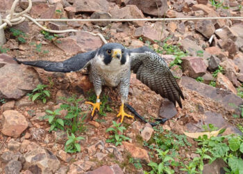 IAT resgata falcão peregrino ferido que percorreu 7,3 mil quilômetros desde os EUA