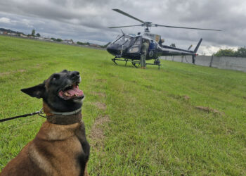 Pela 1ª vez, PCPR treina cães farejadores em aeronaves para ambientação de operações