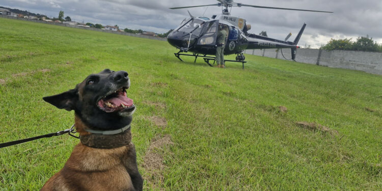 Pela 1ª vez, PCPR treina cães farejadores em aeronaves para ambientação de operações