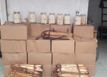 IAT apreende 318 quilos de palmito industrializado de maneira clandestina