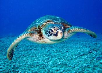 Últimas semanas para conhecer o “Imerso Mar” no Shopping Estação