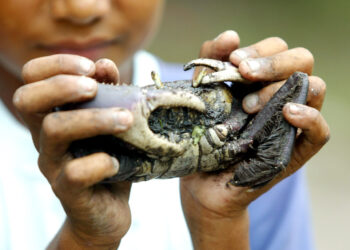 Captura do caranguejo-uçá volta a ser proibida no Paraná a partir deste sábado